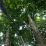 hutan kalimantan