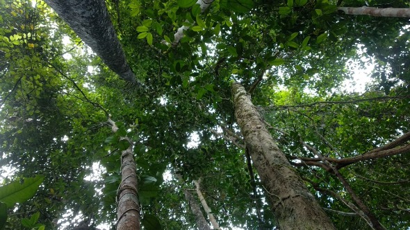 hutan kalimantan