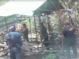 perambah hutan