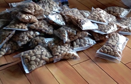 bibit kopi