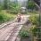 jembatan kayu