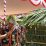 gawai dayak suruk