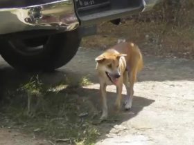 rabies di sanggau