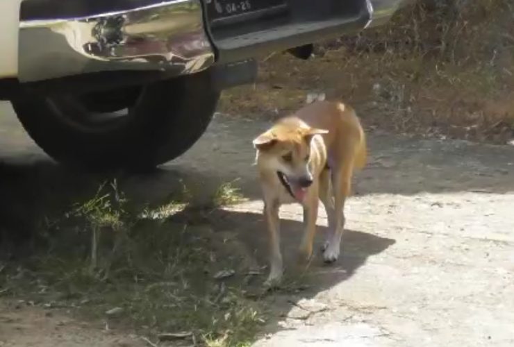 rabies di sanggau