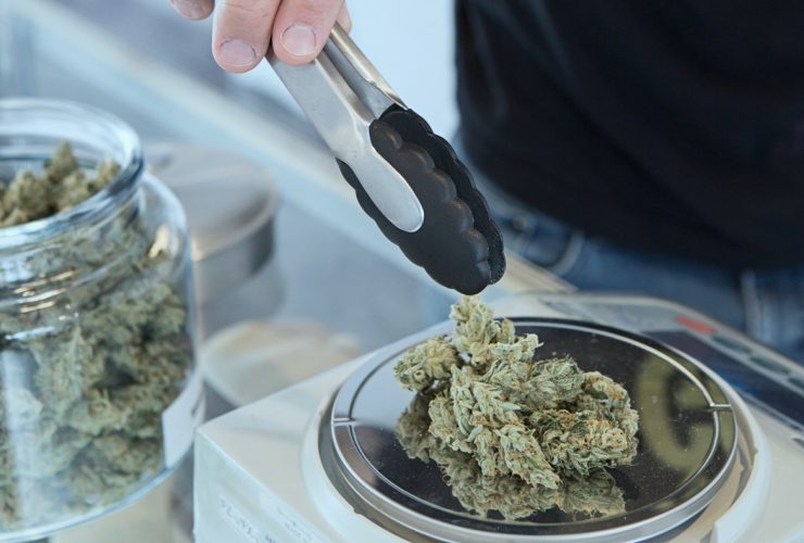 ganja kering