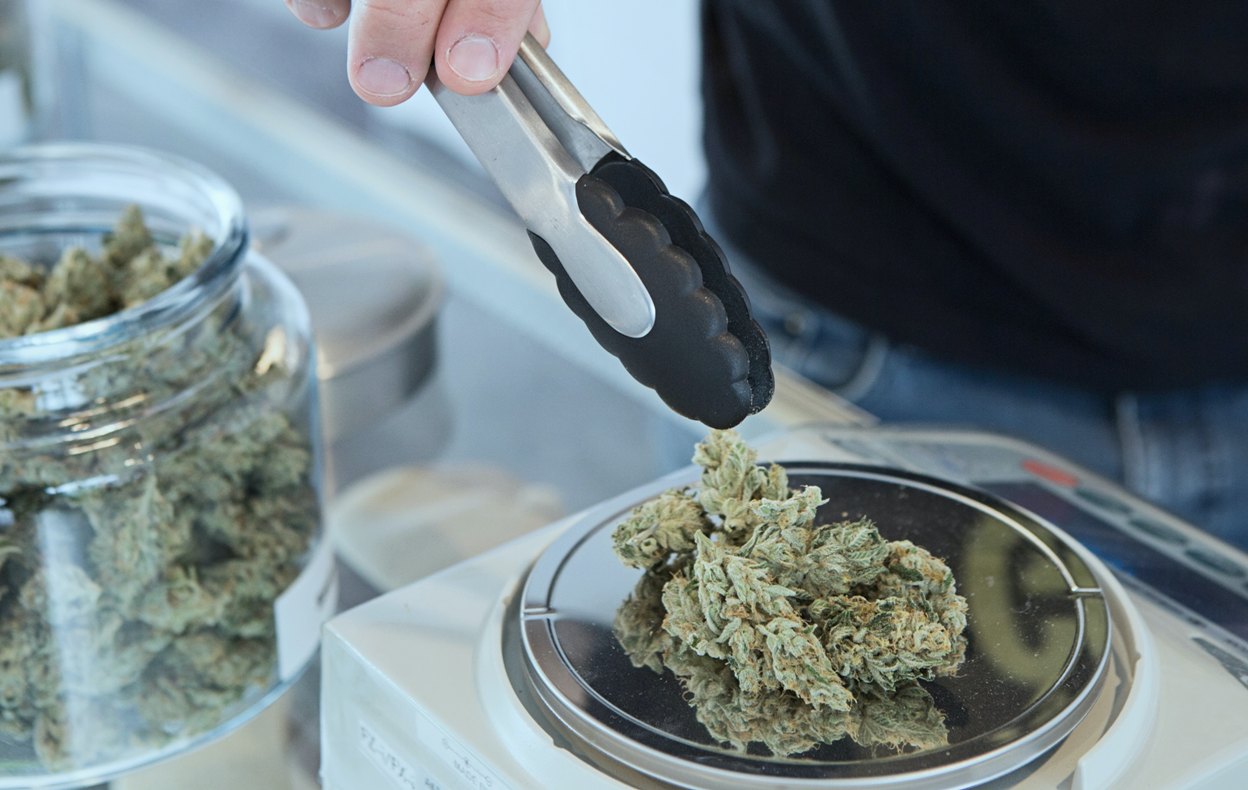 ganja kering