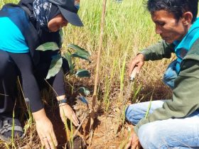 menanam pohon